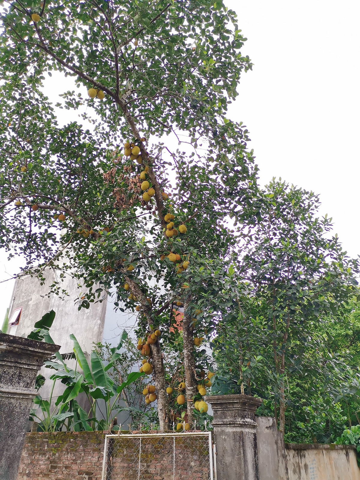 Quả leo từ gốc lên đến ngọn trông thích mắt. Ảnh: Facebook