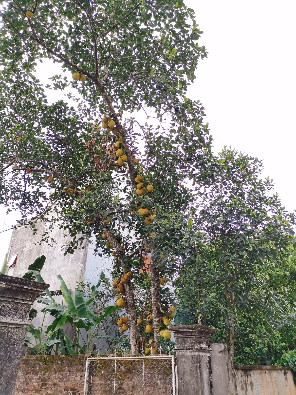 Quả leo từ gốc lên đến ngọn trông thích mắt. Ảnh: Facebook