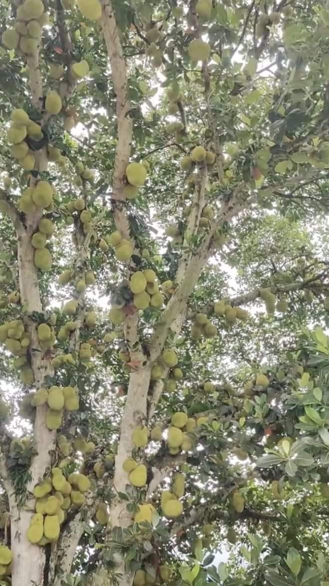 Theo thông tin đăng tải, cây mít có chiều cao ước tính khoảng 10 mét. Ảnh: Facebook