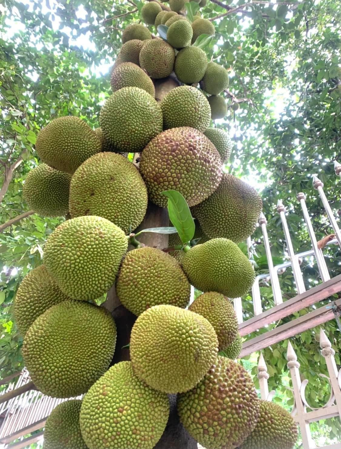 Nhiều khán giả hóm hỉnh đùa rằng, cây mít được trồng nhưng các cụ quên không dặn phải "kế hoạch hóa". Ảnh: Facebook