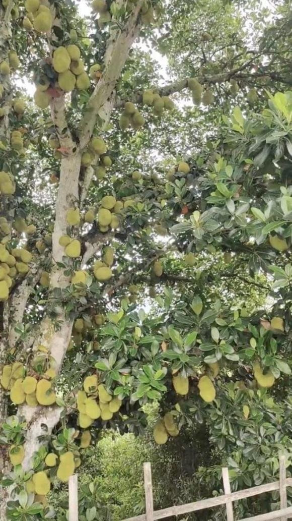 Không ít người phỏng đoán cây mít phải có tới vài trăm trái. Ảnh: Facebook