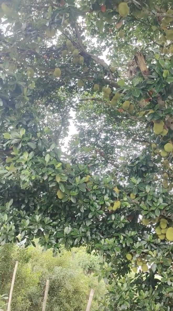 Nhiều cư dân mạng cho rằng, cây mít trĩu quả này có lẽ đã được trồng rất lâu năm, vì kích thước thân cây khá lớn nhưng quả lại không quá to. Ảnh: Facebook