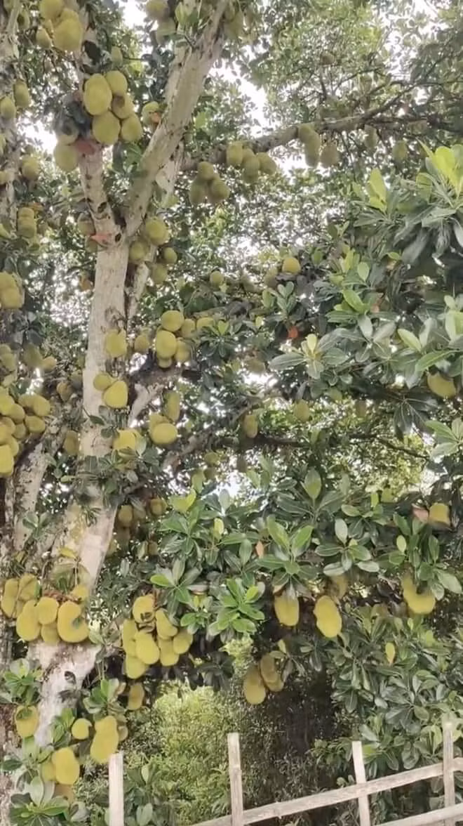 Đặc biệt, số lượng quả mít trên cây nhiều đến mức không thể đếm xuể. Ảnh: Facebook