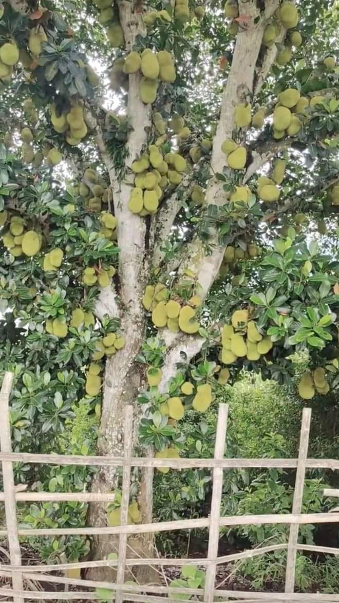 Mới đây, mang xã hội rầm rộ chia sẻ hình ảnh cây mít 'vỡ kế hoạch' được cho là nhiều quả nhất Việt Nam. Ảnh: Facebook