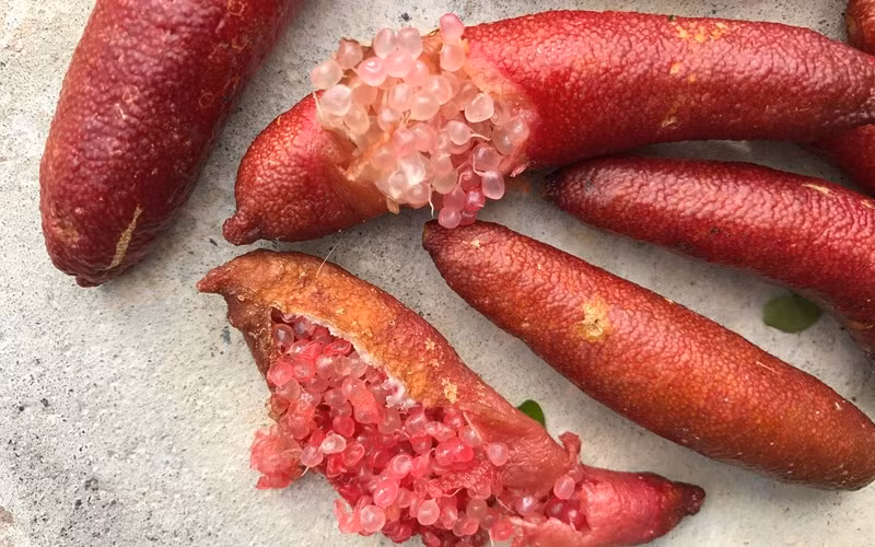 Giong chanh dat nhat the gioi, 7 trieu dong/kg co gi dac biet?