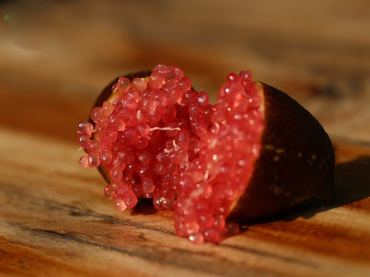 Do đó, chanh ngón tay còn được mệnh danh là trứng cá muối trong thế giới các loại quả.