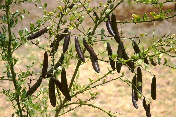 Những cây giống này trồng 1-2 năm mới có thể cho thu quả.