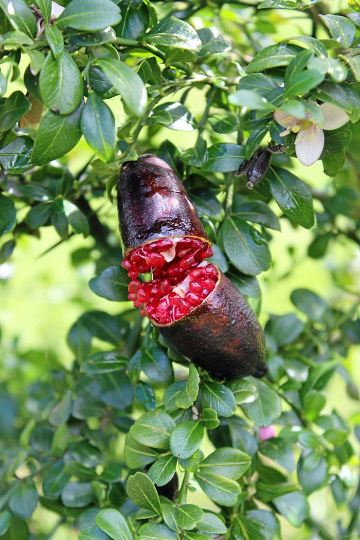 Chanh ngón tay giá cao như vậy là bởi năng suất trồng tại các trang trại thấp. Việc trồng chanh ngón tay không dễ dàng dẫn đến số lượng thu hoạch thấp.