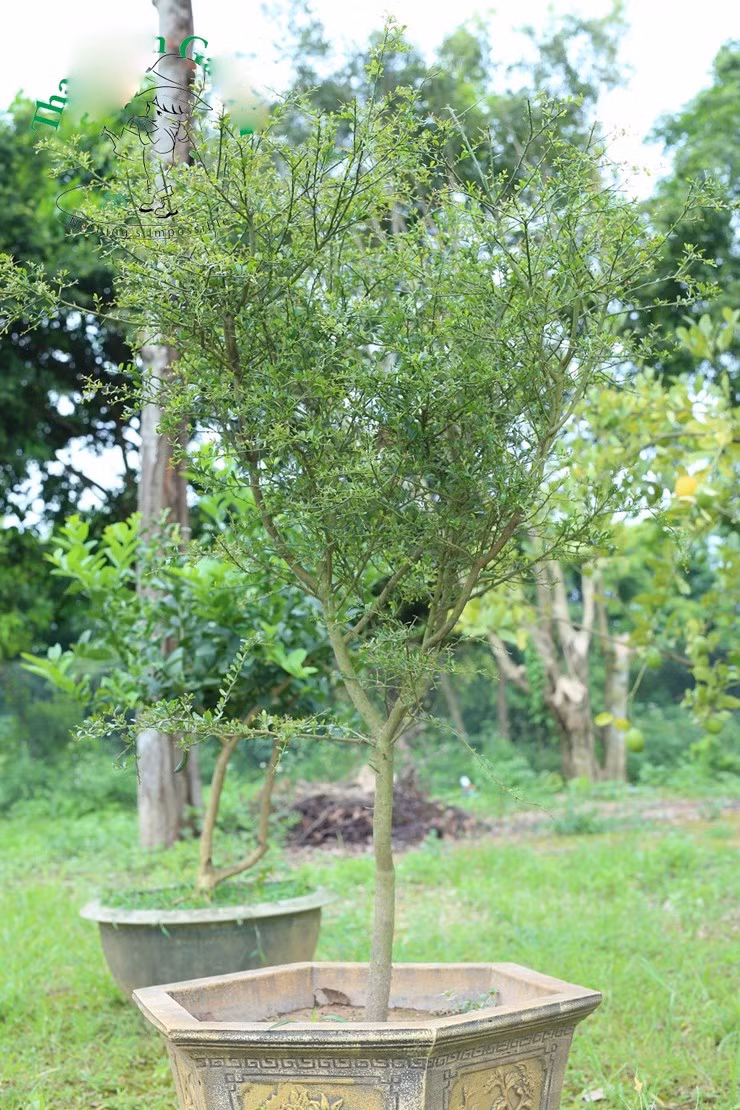Trong khi đó, cây chanh ngón tay trưởng thành thường có giá từ vài triệu để cả chục triệu đồng. Nguồn ảnh: Facebook