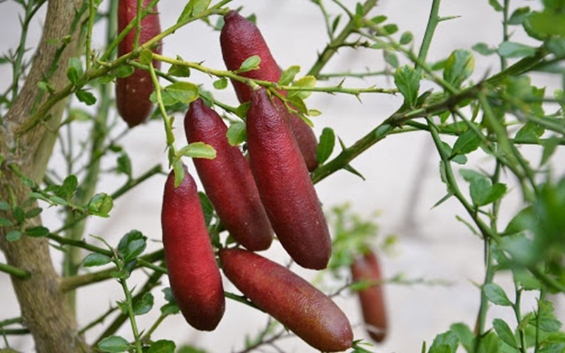 Xuất xứ từ Australia, chanh ngón tay sinh trưởng trong các khu rừng nhiệt đới hoặc cận nhiệt đới vùng thấp ven biển. Quả chanh ngón tay đặc biệt cả về hình dáng và phần ruột.