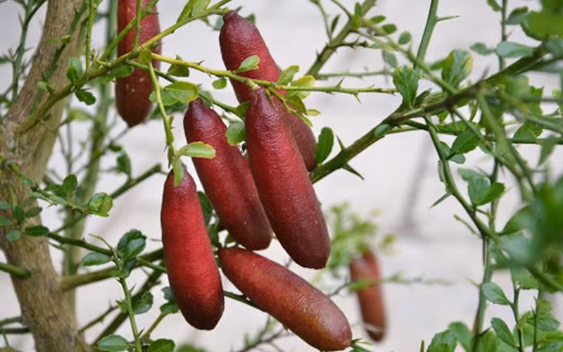 Xuất xứ từ Australia, chanh ngón tay sinh trưởng trong các khu rừng nhiệt đới hoặc cận nhiệt đới vùng thấp ven biển. Quả chanh ngón tay đặc biệt cả về hình dáng và phần ruột.