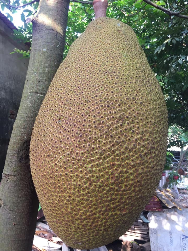 Tháng 8 vừa qua, quả mít nặng tới 70kg của gia đình anh Phùng Thế Hưng (27 tuổi, ở thị trấn Bắc Lý, huyện Hiệp Hòa, tỉnh Bắc Giang) khiến nhiều người ngỡ ngàng. Ảnh: Dân Việt