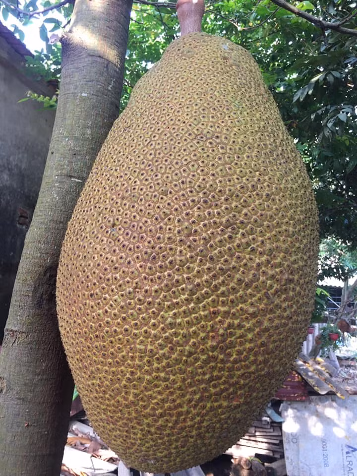 Tháng 8 vừa qua, quả mít nặng tới 70kg của gia đình anh Phùng Thế Hưng (27 tuổi, ở thị trấn Bắc Lý, huyện Hiệp Hòa, tỉnh Bắc Giang) khiến nhiều người ngỡ ngàng. Ảnh: Dân Việt