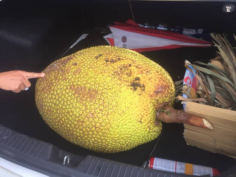 Quả mít khổng lồ nặng gần 50kg ở Hà Nội. Ảnh: Dân Việt