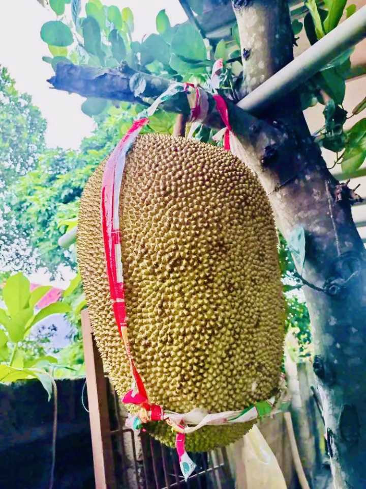 Quả mít to đến mức người lớn ôm một vòng tay cũng không hết. Khi còn trên cây, chủ nhân phải buộc dây để đỡ. Ảnh: Đời sống &amp; pháp luật