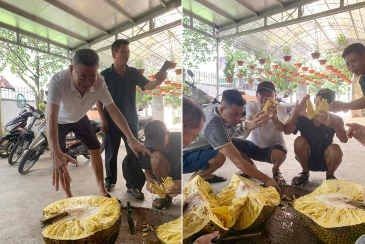  Quả mít khổng lồ này thuộc giống mít dai, có mùi thơm nồng và vị ngọt thanh. Ảnh: Vietnamnet