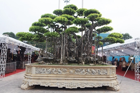 Cây sanh toạ trên một khối đá nằm trong một chậu 14m2 được các nghệ nhân chạm trổ tinh hoa “có 1-0-2”. Ảnh: Dân Việt