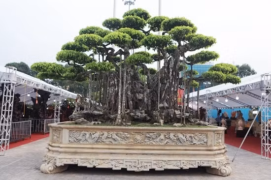 Cây sanh toạ trên một khối đá nằm trong một chậu 14m2 được các nghệ nhân chạm trổ tinh hoa “có 1-0-2”. Ảnh: Dân Việt