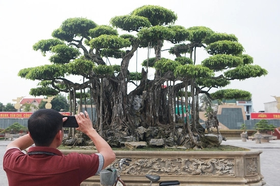 Đem tác phẩm sanh cổ đến trưng bày tại triển lãm là một công việc vô cùng khó khăn. Bởi, cả cây và khối đá lên đến gần 50 tấn, việc vận chuyển tốn rất nhiều thời gian, công sức. Ảnh: Dân Việt