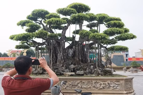 Đem tác phẩm sanh cổ đến trưng bày tại triển lãm là một công việc vô cùng khó khăn. Bởi, cả cây và khối đá lên đến gần 50 tấn, việc vận chuyển tốn rất nhiều thời gian, công sức. Ảnh: Dân Việt