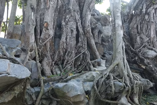 Toàn bộ rễ cây bám chặt vào đá tạo thành một khối vững chắc. Ảnh: Dân Việt