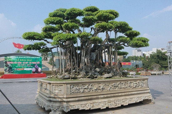 Chủ nhân của cây sanh cổ “Nham Thạch Bách Niên” là một doanh nhân bất động sản tại Thanh Hóa. Ảnh: Dân Việt