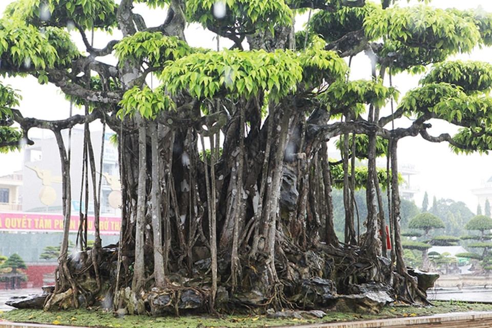 "Nham thạch bách niên" là cây sanh cổ thụ, thuộc dòng sanh quê nên phát triển rất chậm. Ảnh: Dân trí