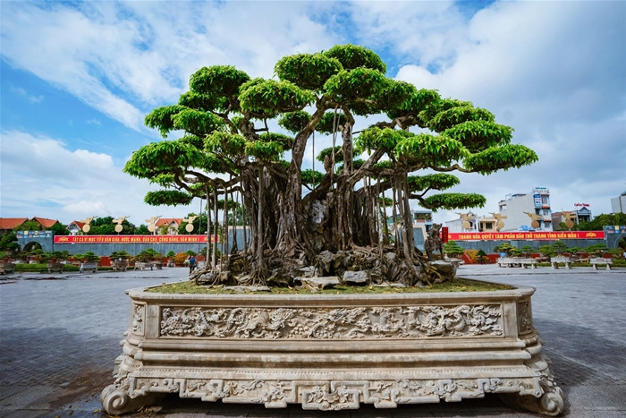 "Nham thạch bách niên" là tác phẩm sanh cổ nổi tiếng trong làng chơi cây cảnh ở Việt Nam. Cây lần đầu xuất hiện tại Festival cây cảnh – đá quý – đá phong thủy Thanh Hóa vào năm 2019. Ảnh: Dothimoi