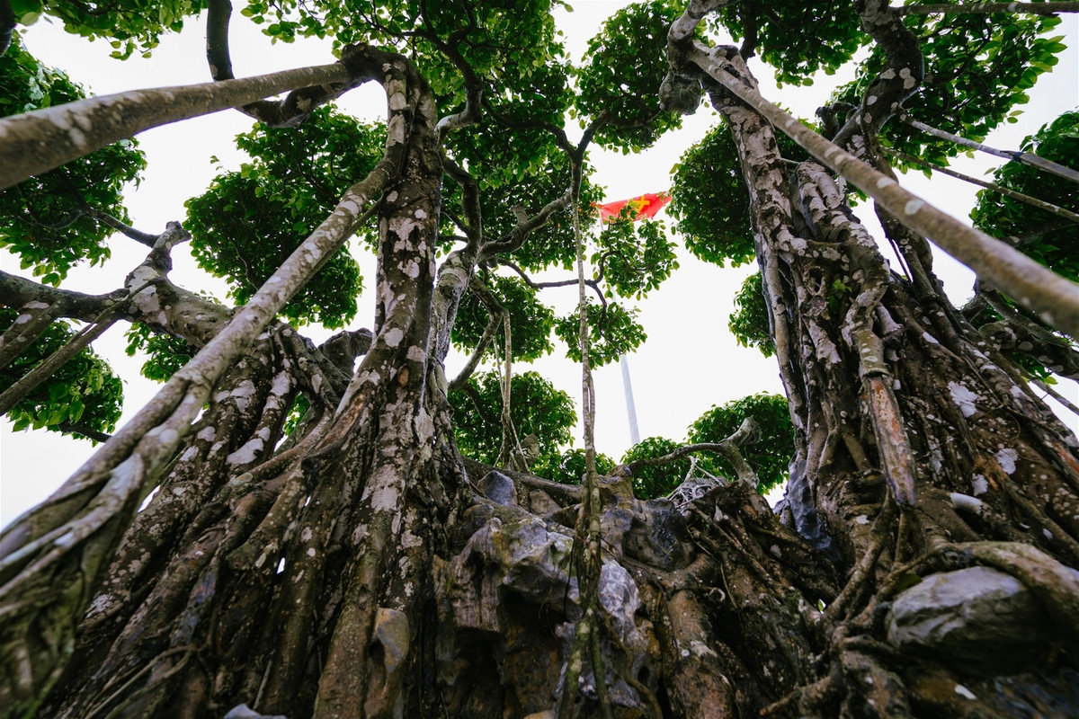 Cây có chiều cao hơn 5 m (tính từ mặt chậu), tán rộng khoảng 6m, bộ rễ gốc 4 m với 9 thân chắc khỏe tượng trưng cho 9 con rồng, hội tụ từ một gốc liền. Ảnh: Dothimoi