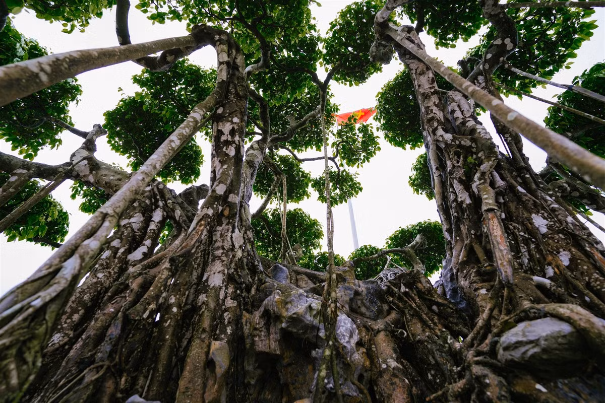 Cây có chiều cao hơn 5 m (tính từ mặt chậu), tán rộng khoảng 6m, bộ rễ gốc 4 m với 9 thân chắc khỏe tượng trưng cho 9 con rồng, hội tụ từ một gốc liền. Ảnh: Dothimoi