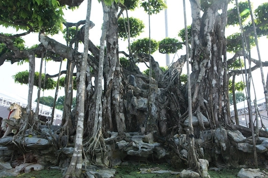 Ngoài ra, cây có tay tán bông đĩa với tỉ lệ hợp lý, hình thành 81 bông tán tựa tản vân. Ảnh: Dân Việt