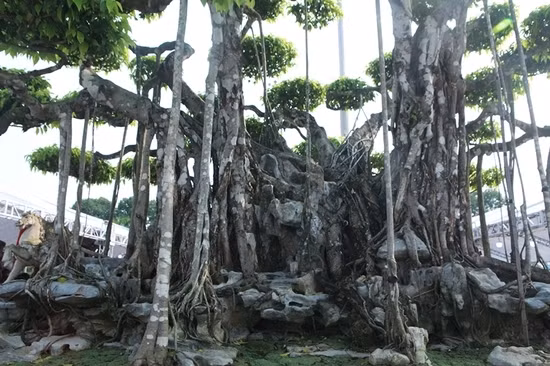 Ngoài ra, cây có tay tán bông đĩa với tỉ lệ hợp lý, hình thành 81 bông tán tựa tản vân. Ảnh: Dân Việt