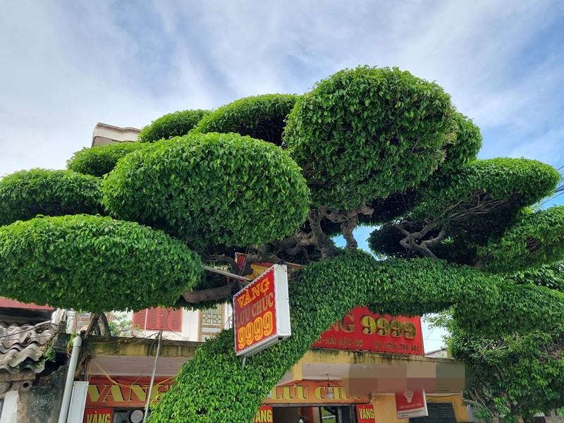 Cây sanh cao khoảng 5 mét, rộng 6 mét, nhiều tán lá và tươi tốt. Ảnh: Dân Việt