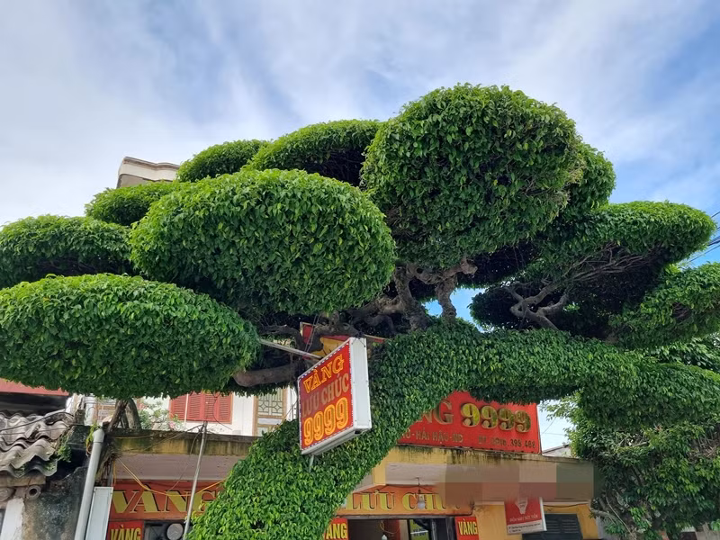 Cây sanh cao khoảng 5 mét, rộng 6 mét, nhiều tán lá và tươi tốt. Ảnh: Dân Việt