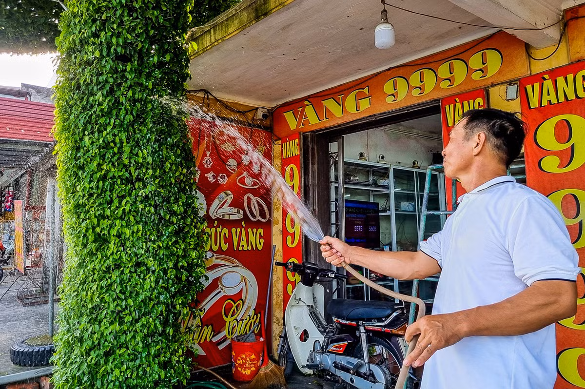 Trung bình, cứ khoảng 2 tháng ông Tuyến cắt tỉa cây sanh 1 lần. Mỗi lần cắt tỉa kéo dài khoảng 2 ngày. Ảnh: Vietnamnet