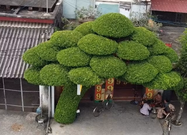 Cây sanh được trồng ngay trước cửa tiệm bán vàng của gia đình ông Đoàn Văn Tuyến và bà Lưu Thị Huế. Cây sanh được trồng từ hơn 40 năm trước bởi cụ Lưu Văn Chúc, bố bà Huế. Ảnh: GĐXH