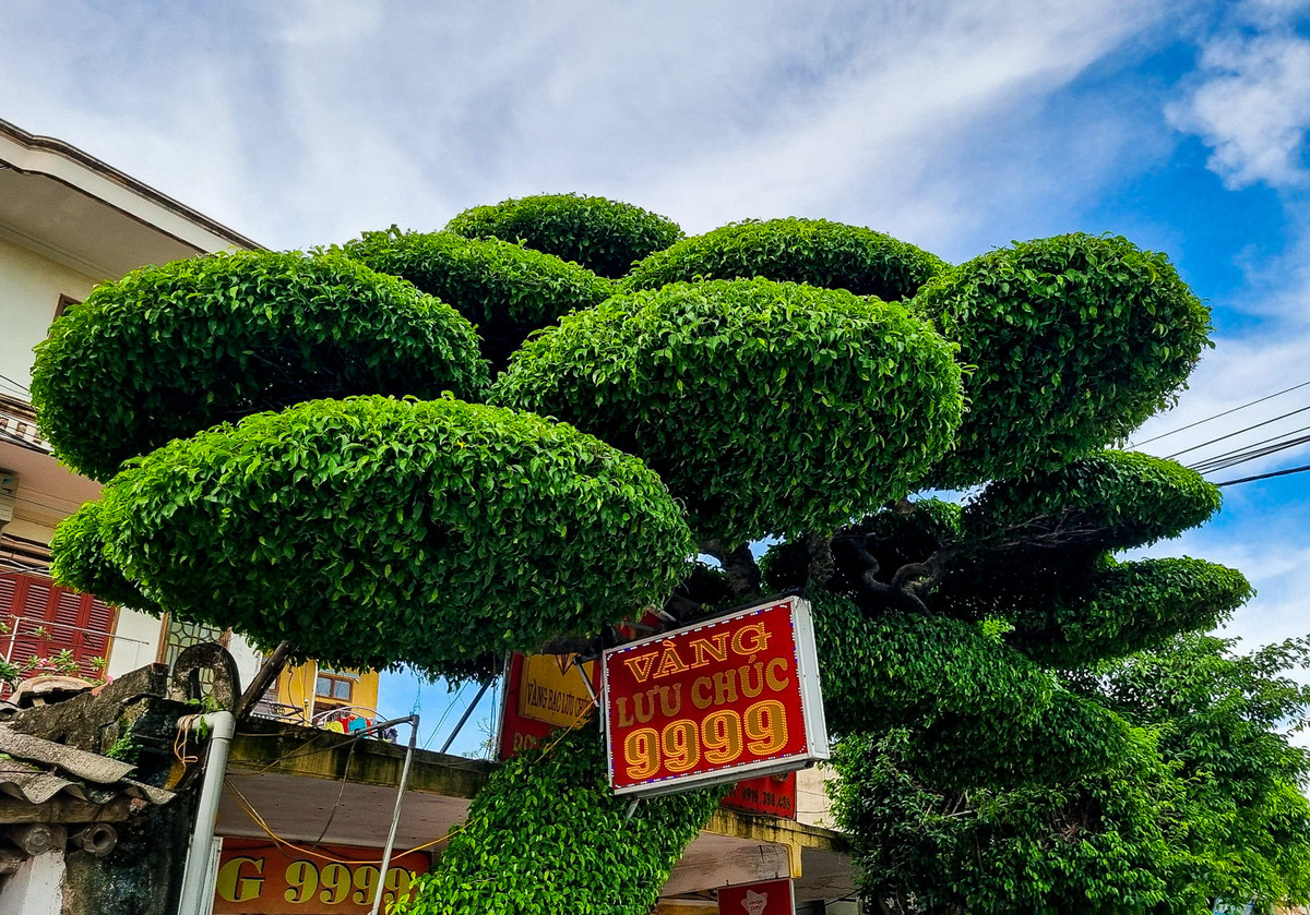 Các tán được tạo theo kiểu tầng lớp, xen kẽ. Nhìn từ trên cao xuống, tổng thể tán cây sanh có hình dáng như nón lá úp, khá đẹp mắt. Ảnh: Vietnamnet