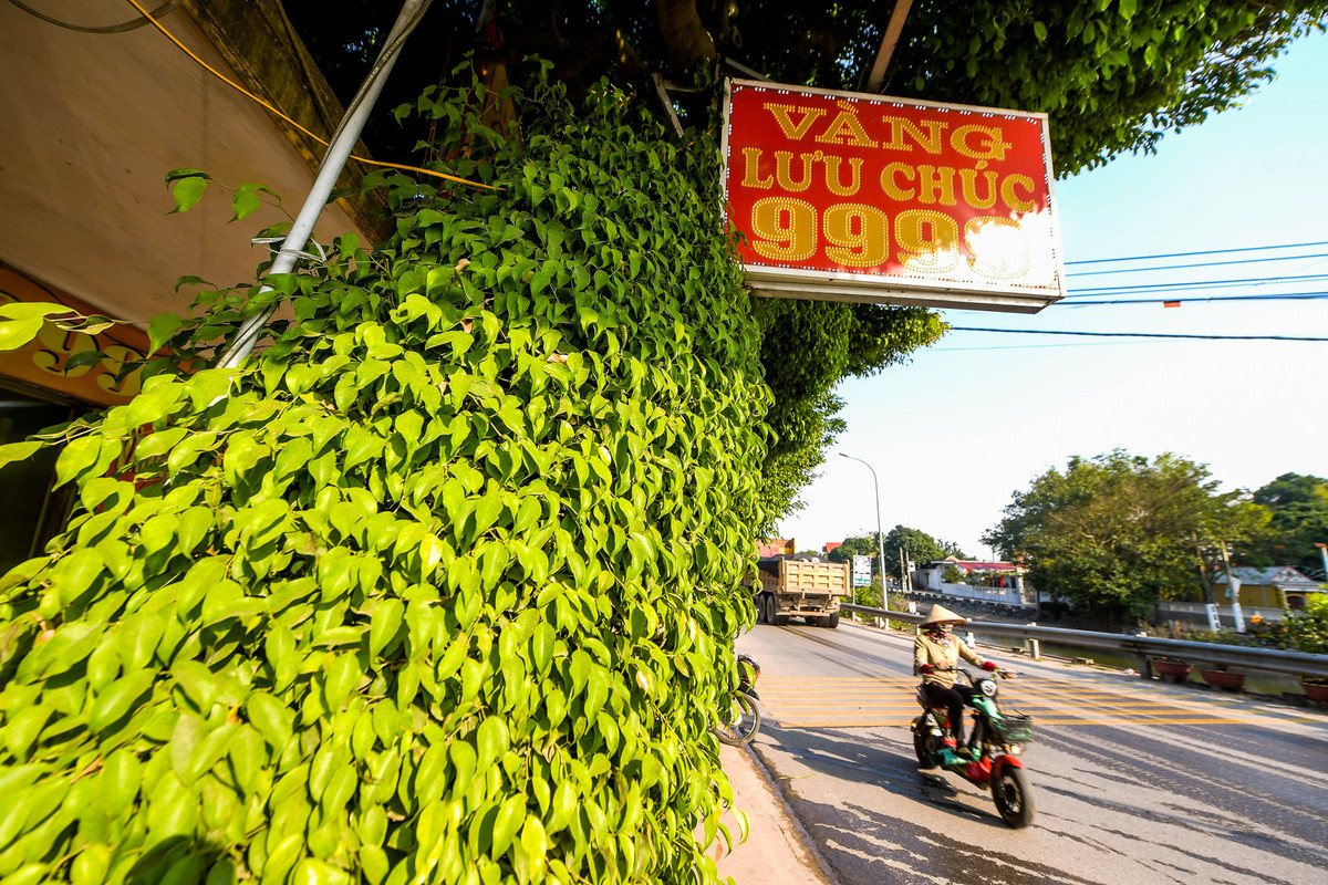 Lá cây mọc chi chít từ gốc đến ngọn, che kín thân, cành, tạo màu xanh mướt. Ảnh: Vietnamnet