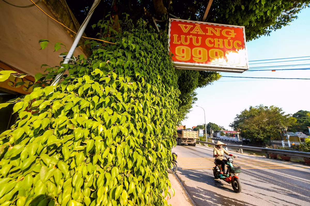 Lá cây mọc chi chít từ gốc đến ngọn, che kín thân, cành, tạo màu xanh mướt. Ảnh: Vietnamnet