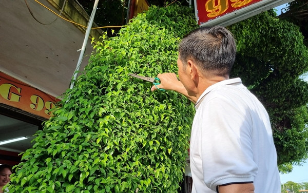 Để có được cây sanh sáng lão đẹp như vậy, ông Tuyến phải thường xuyên cắt tỉa cành dăm. Ảnh: Dân Việt