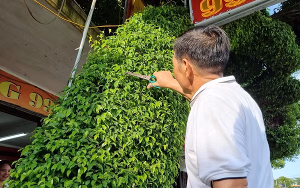 Để có được cây sanh sáng lão đẹp như vậy, ông Tuyến phải thường xuyên cắt tỉa cành dăm. Ảnh: Dân Việt