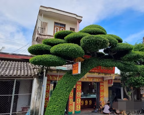 Cây sanh cổ vừa là kỷ vật của gia đình suốt mấy chục năm qua, đồng thời tạo cảnh quan, bóng mát cho ngôi nhà. Ảnh: Dân Việt