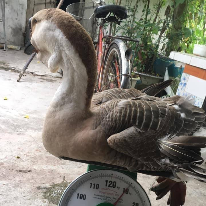 Một số con có phần yếm dưới cổ dài và chảy lộ hắn xuống dưới, nhìn giống như chúng bị “bướu cổ”. Ảnh: Facebook