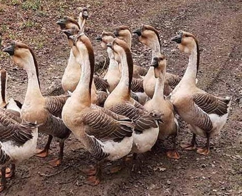 Tại Việt Nam, ngỗng sư tử được nhập về nuôi từ lâu. Ngỗng giống có giá bán từ 100.000 - 120.000 đồng/con. Ảnh: Facebook