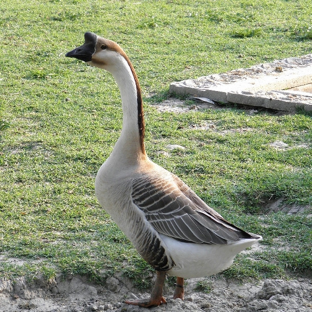 Nếu như ngỗng bình thường chỉ nặng khoảng 6-10kg thì loài ngỗng sư tử có vóc dáng khổng lồ nặng tới 20 - 25 kg. Nếu được nuôi dưỡng đúng cách, ngỗng sư tử có thể nặng tới 40kg. Ảnh: Internet