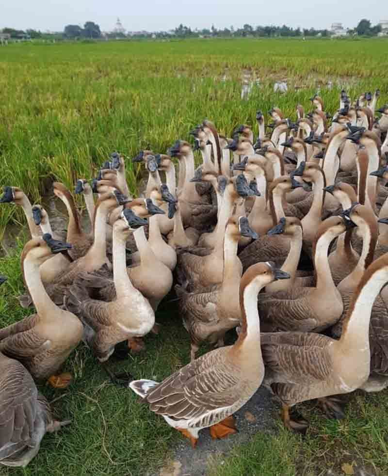 Hơn nữa, con giống ngỗng sư tử rất đắt và chi phí chăn nuôi cũng cao. Sản lượng trứng của chúng thậm chí còn thấp hơn ngỗng thông thường. Ảnh: Facebook