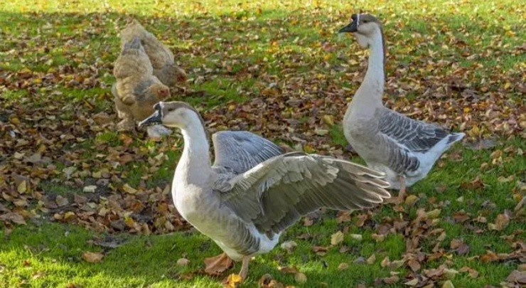 Ngỗng sư tử có giá đắt như vậy là bởi số lượng không nhiều. Loài ngỗng này hiện chỉ được nuôi rải rác ở khu vực Quảng Đông và Quảng Tây (Trung Quốc). Ảnh: Nhachannuoi