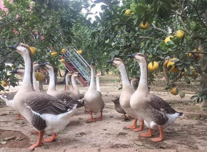 Khi ngỗng trưởng thành, phần lông cổ mọc dày và xù ra, nhìn giống như bờm sư tử. Vì thế, chúng có tên gọi là “ngỗng sư tử”. Ảnh: Facebook