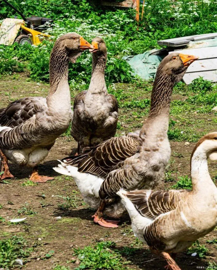 Ngỗng sư tử có nguồn gốc từ Siberia và Trung Quốc. Tại Trung Quốc, ngỗng sư tử còn được ví như “Rolls-Royce” trong giới gia cầm bởi giá vô cùng đắt đỏ. Ảnh: Internet