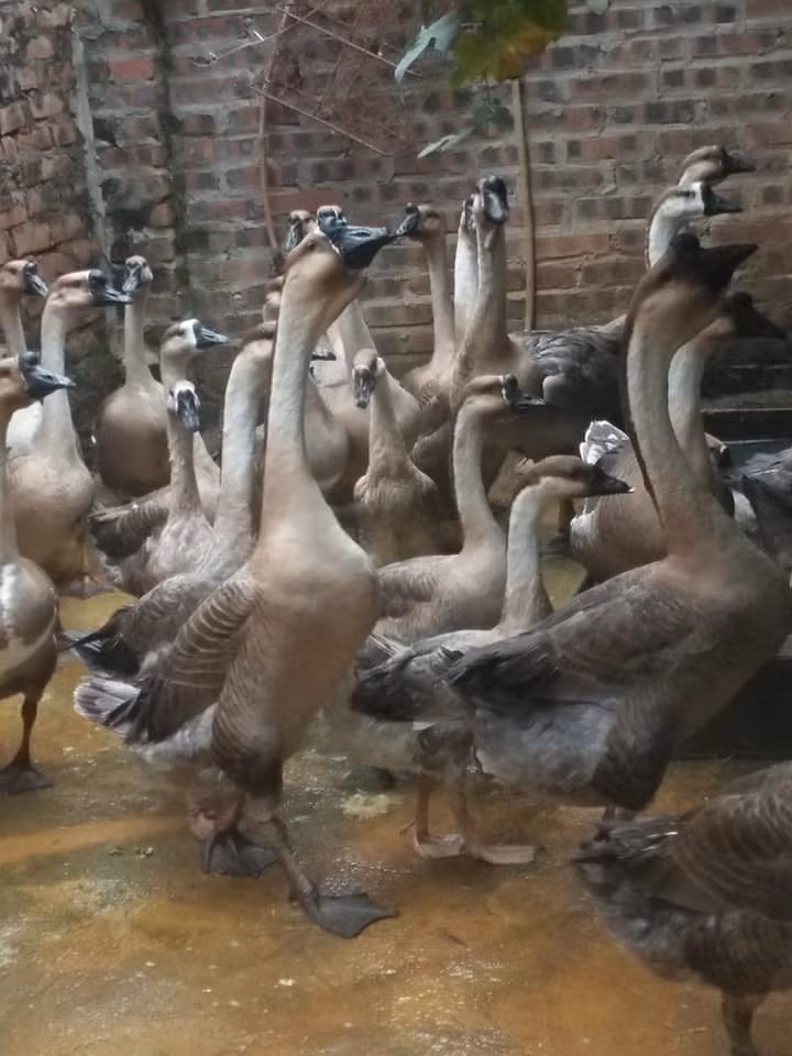 Con ngỗng sư tử đắt nhất từng được bán ở Quảng Đông (Trung Quốc) năm 2020 có giá hơn 14.000 NDT (khoảng 45,5 triệu đồng), tương đương hơn nửa lượng vàng hiện tại. Ảnh: Facebook